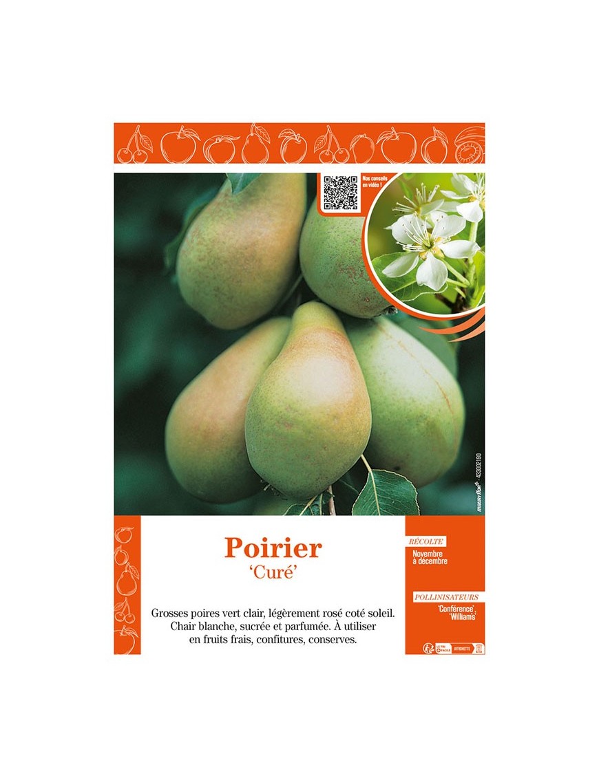 POIRIER CURÉ