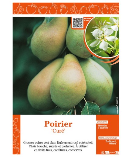 POIRIER CURÉ