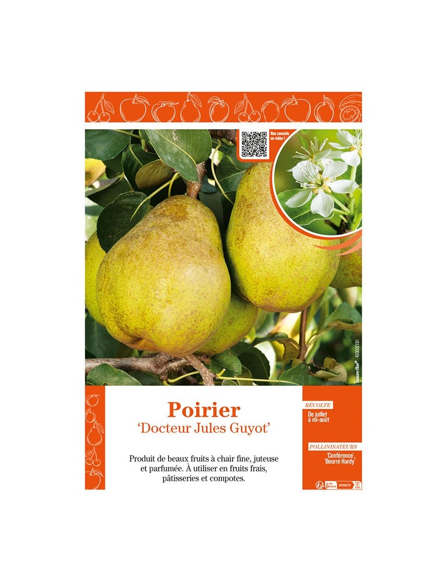 POIRIER DOCTEUR JULES GUYOT