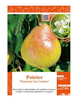 POIRIER DOYENNÉ DU COMICE