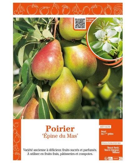 POIRIER ÉPINE DU MAS
