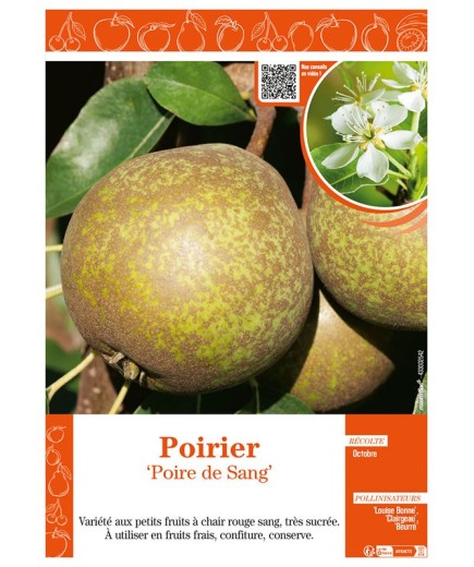 POIRIER POIRE DE SANG