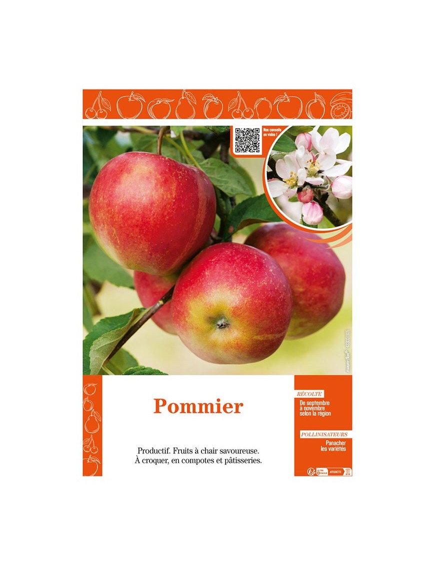POMMIER (SANS NOM)