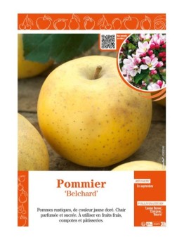 POMMIER BELCHARD