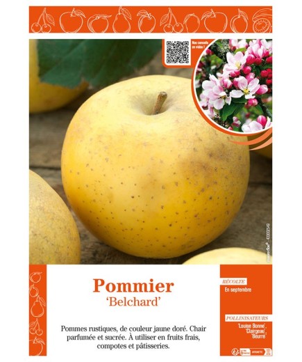 POMMIER BELCHARD