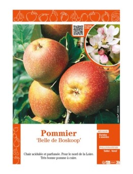 POMMIER BELLE DE BOSKOOP