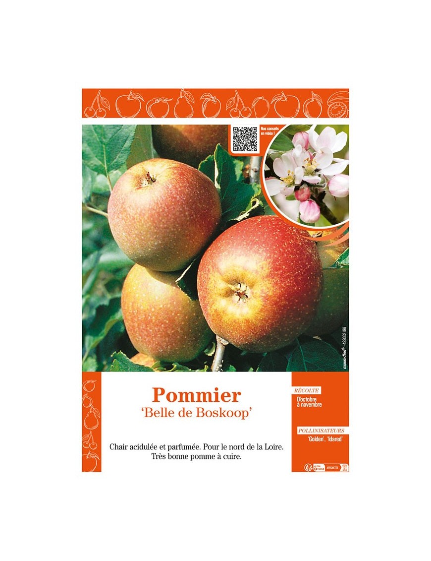 POMMIER BELLE DE BOSKOOP