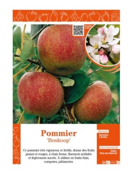POMMIER BOSKOOP