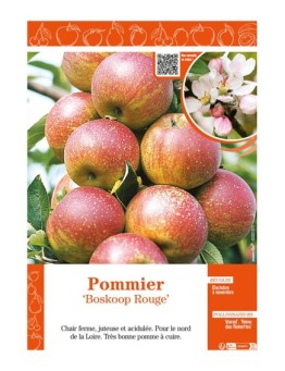 POMMIER BOSKOOP ROUGE