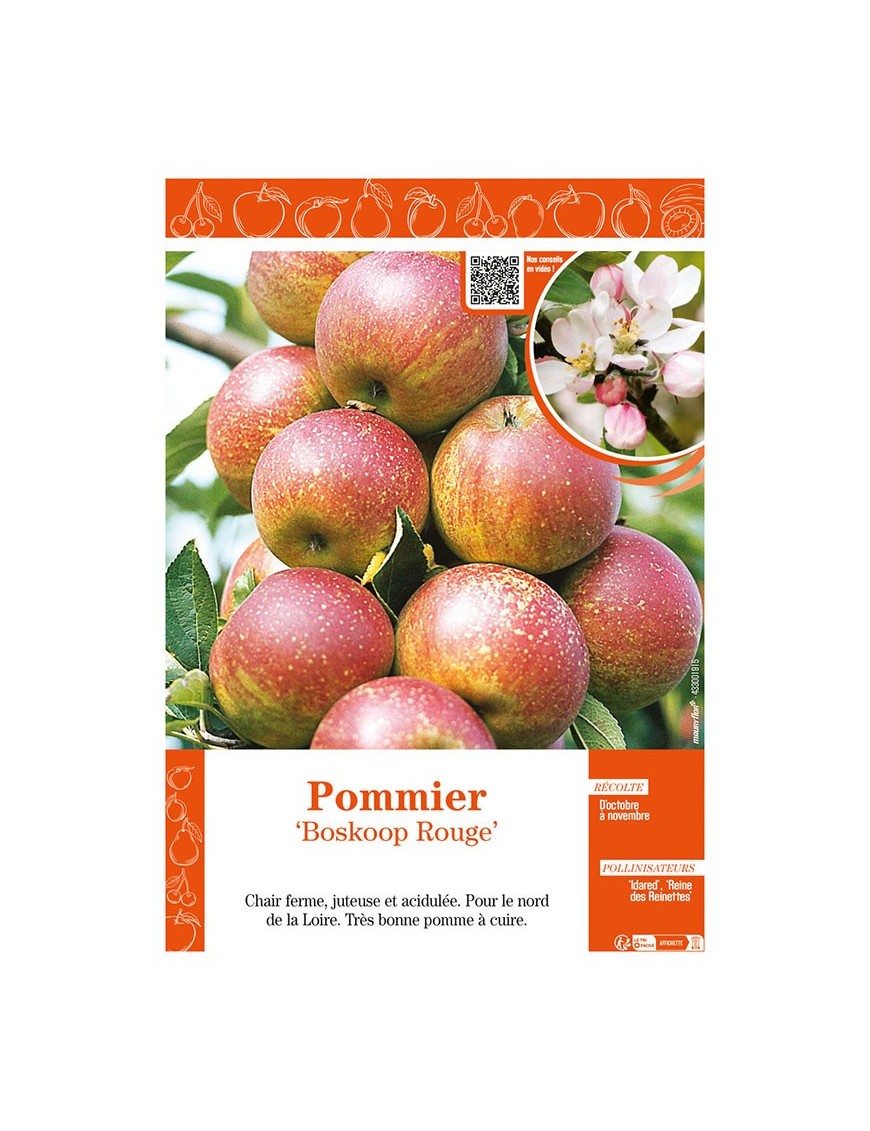 POMMIER BOSKOOP ROUGE