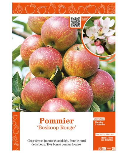 POMMIER BOSKOOP ROUGE