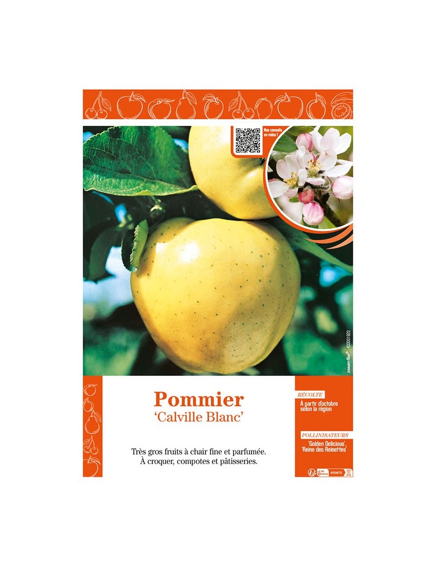 POMMIER CALVILLE BLANC