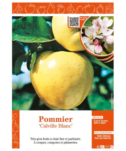 POMMIER CALVILLE BLANC
