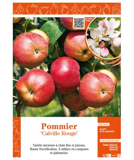 POMMIER CALVILLE ROUGE