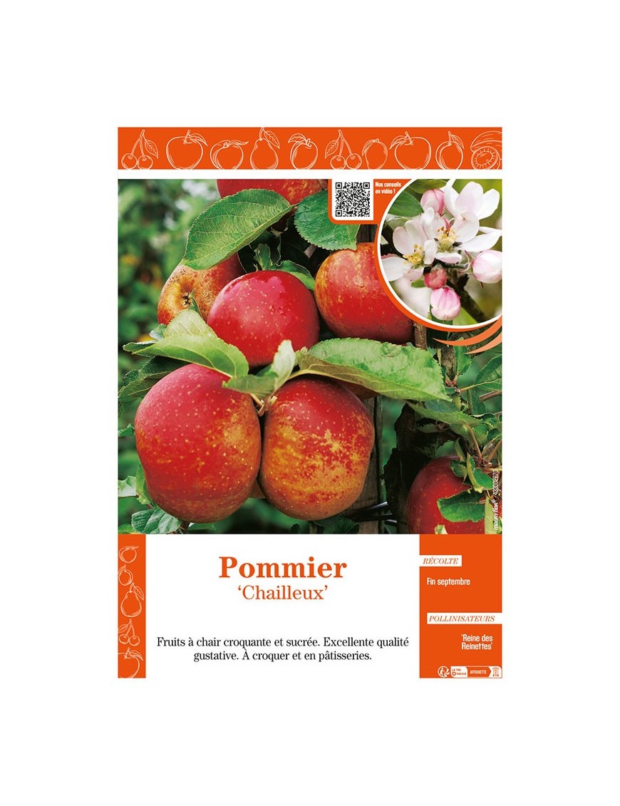 POMMIER CHAILLEUX