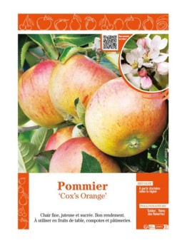 POMMIER COX'S ORANGE
