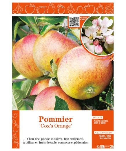 POMMIER COX'S ORANGE