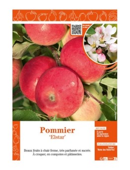 POMMIER ELSTAR