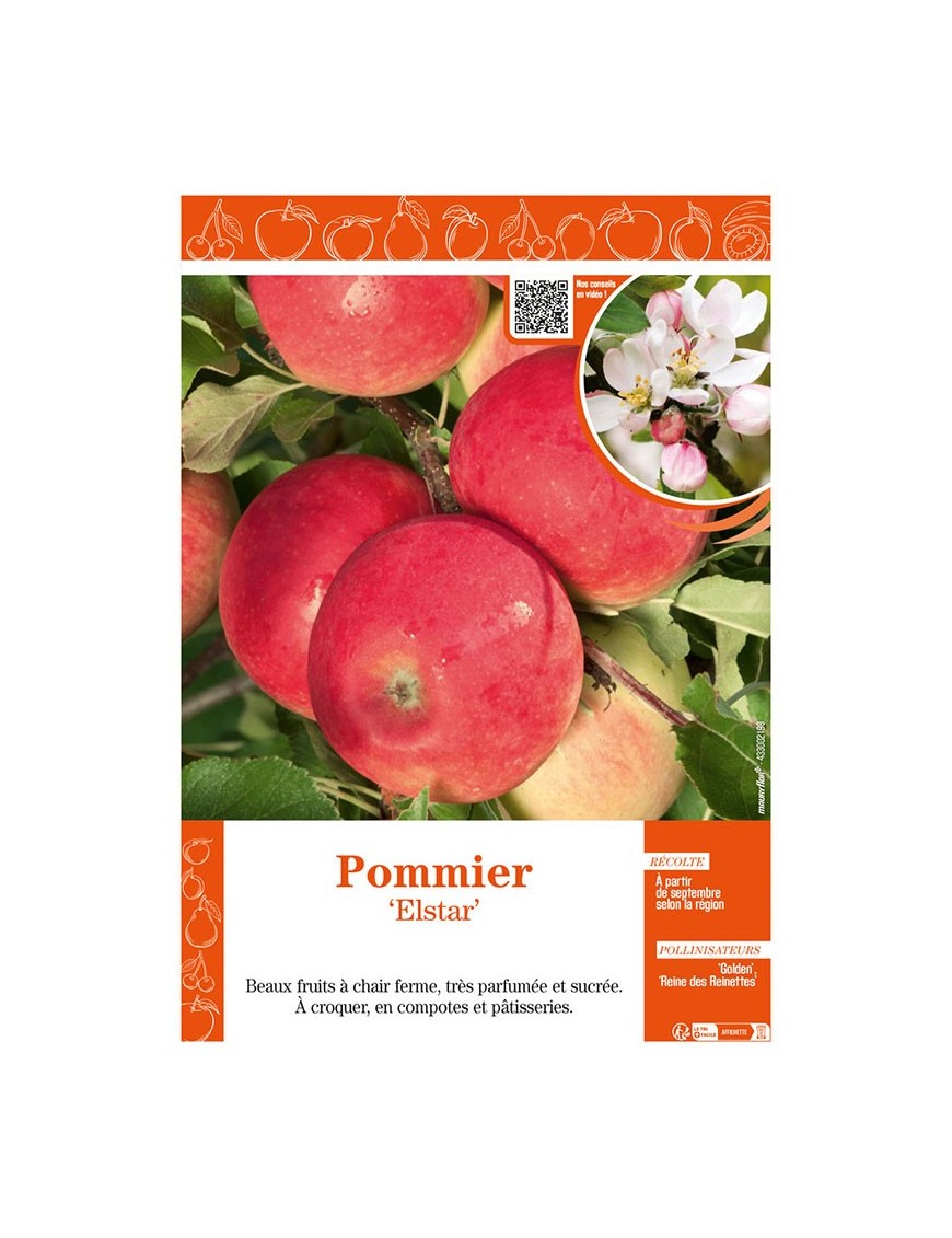 POMMIER ELSTAR