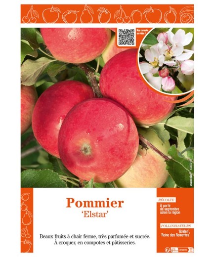 POMMIER ELSTAR