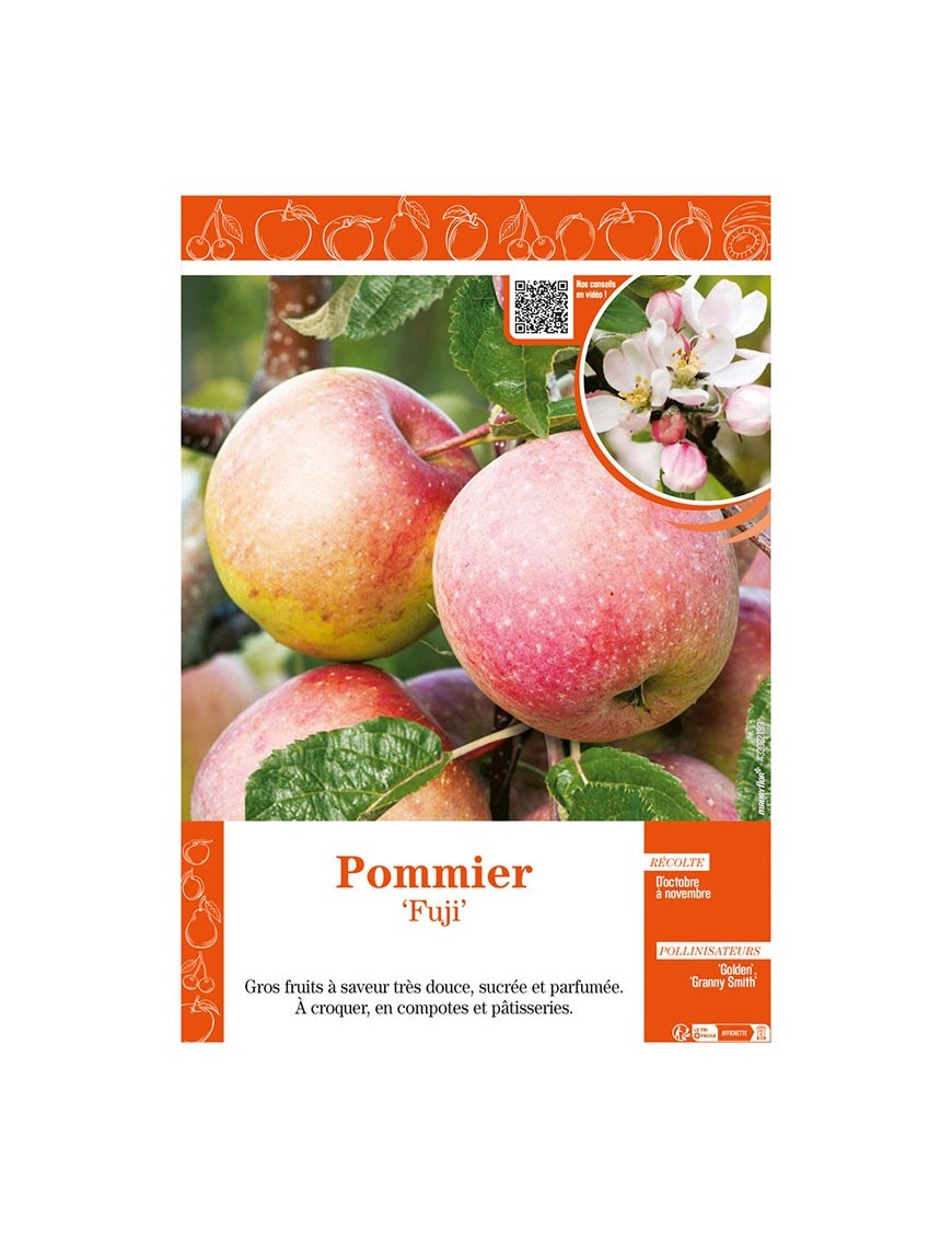 POMMIER FUJI