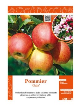 POMMIER GALA