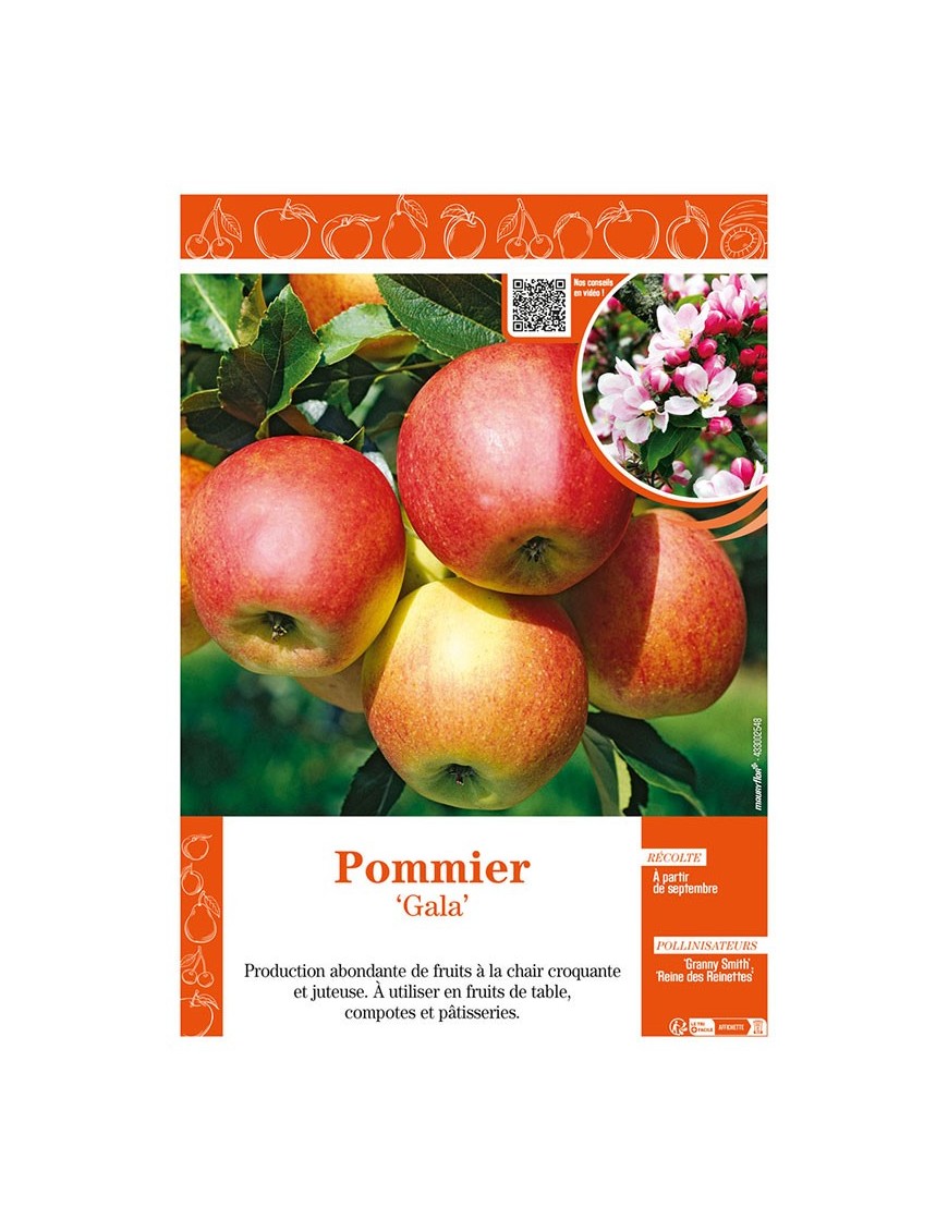 POMMIER GALA