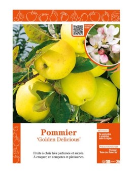 POMMIER GOLDEN DELICIOUS