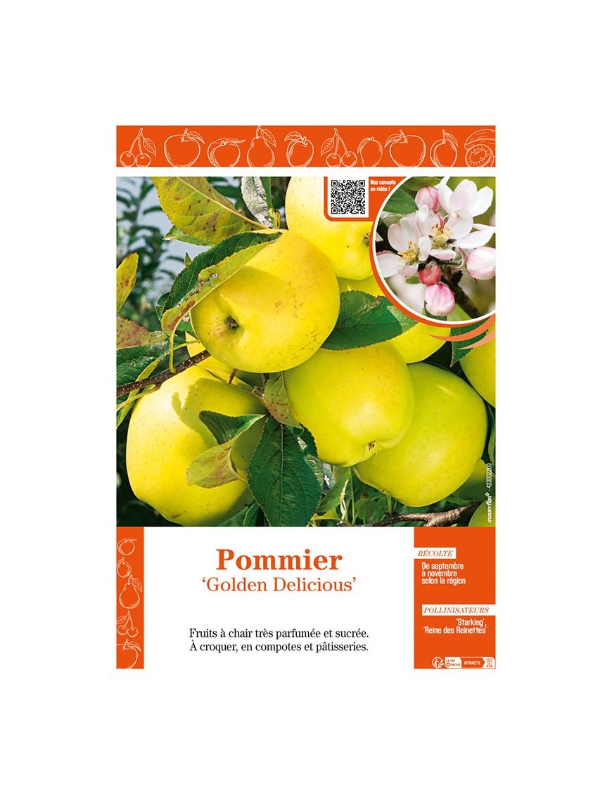 POMMIER GOLDEN DELICIOUS
