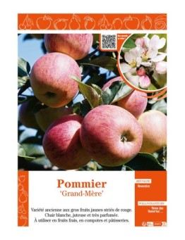 POMMIER GRAND-MÈRE