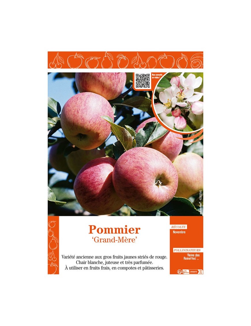 POMMIER GRAND-MÈRE