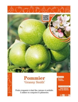 POMMIER GRANNY SMITH