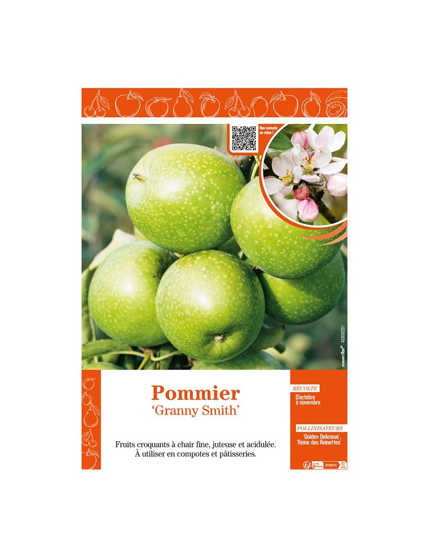 POMMIER GRANNY SMITH