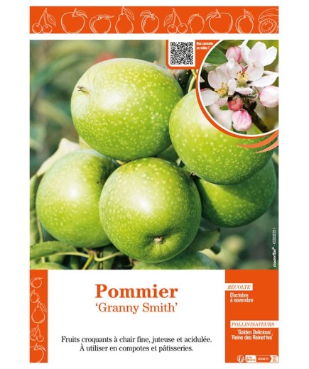 POMMIER GRANNY SMITH