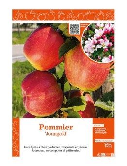 POMMIER JONAGOLD
