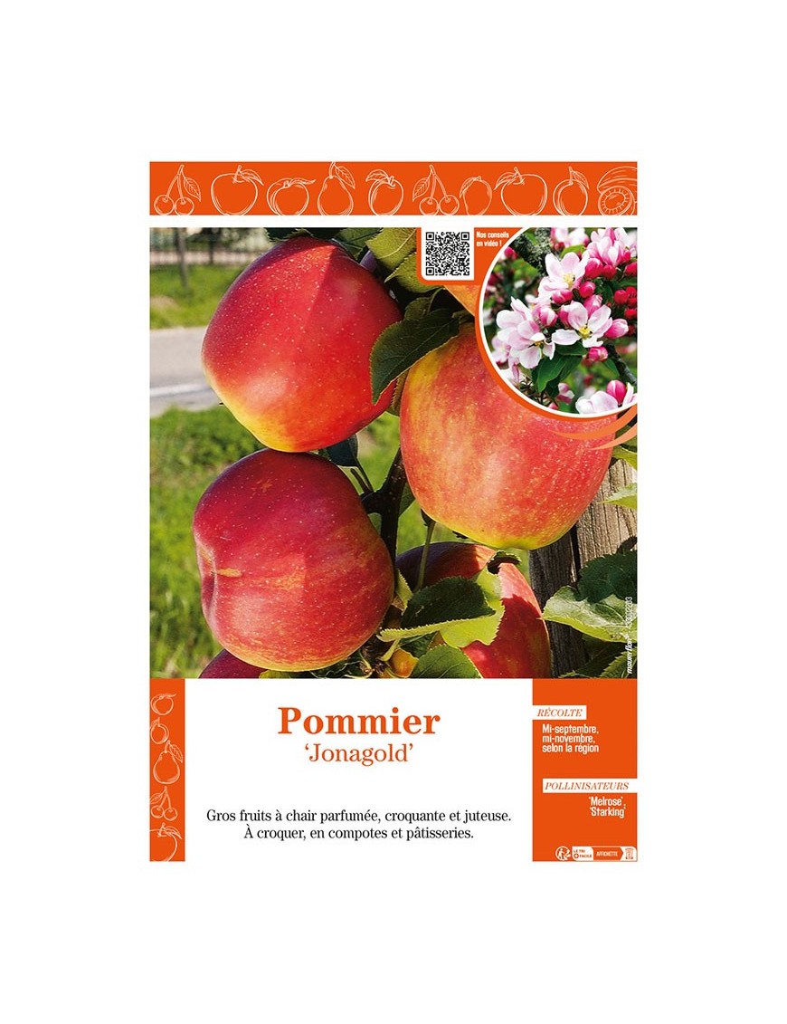 POMMIER JONAGOLD