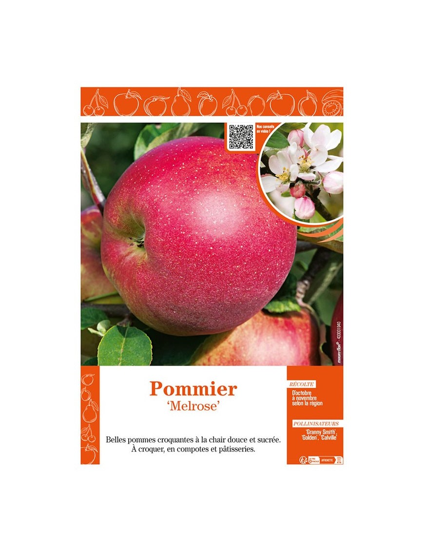POMMIER MELROSE