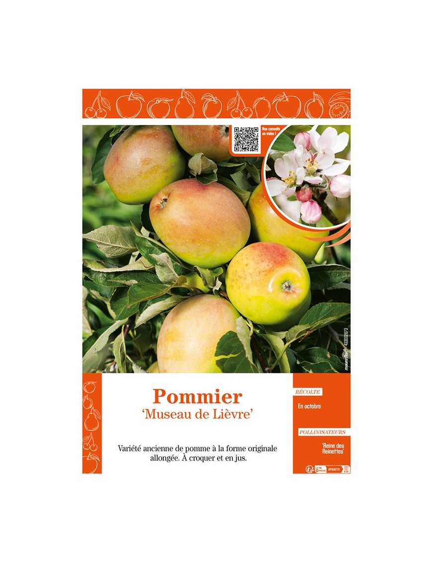 POMMIER MUSEAU LIÈVRE