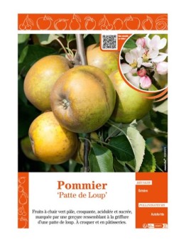 POMMIER PATTE DE LOUP