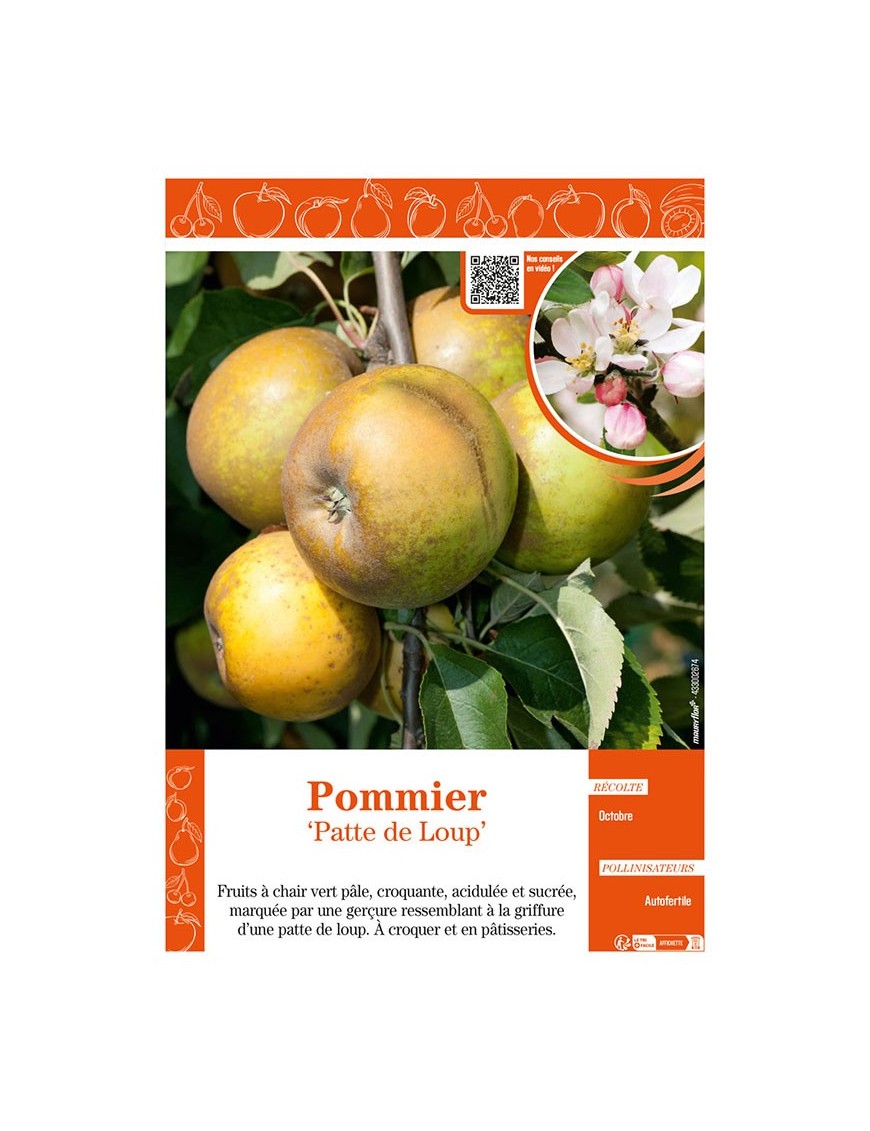 POMMIER PATTE DE LOUP