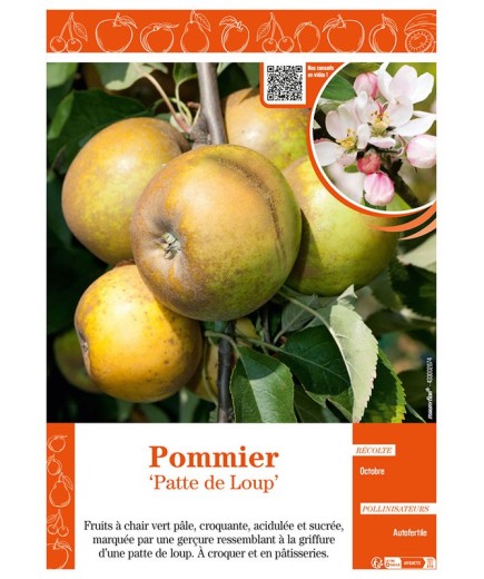 POMMIER PATTE DE LOUP