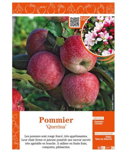 POMMIER QUERINA