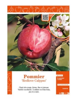POMMIER REDLOVE CALYPSO
