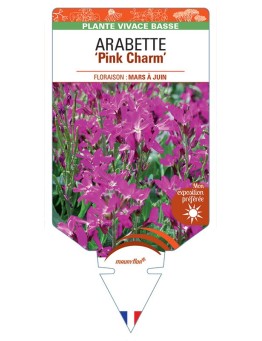 ARABETTE (blepharophylla) Pink Charm