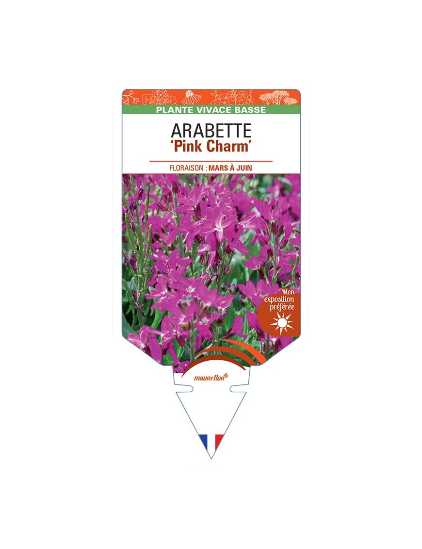 ARABETTE (blepharophylla) Pink Charm