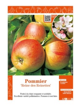 POMMIER REINE DES REINETTES