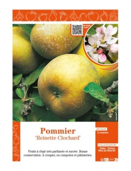 POMMIER REINETTE CLOCHARD