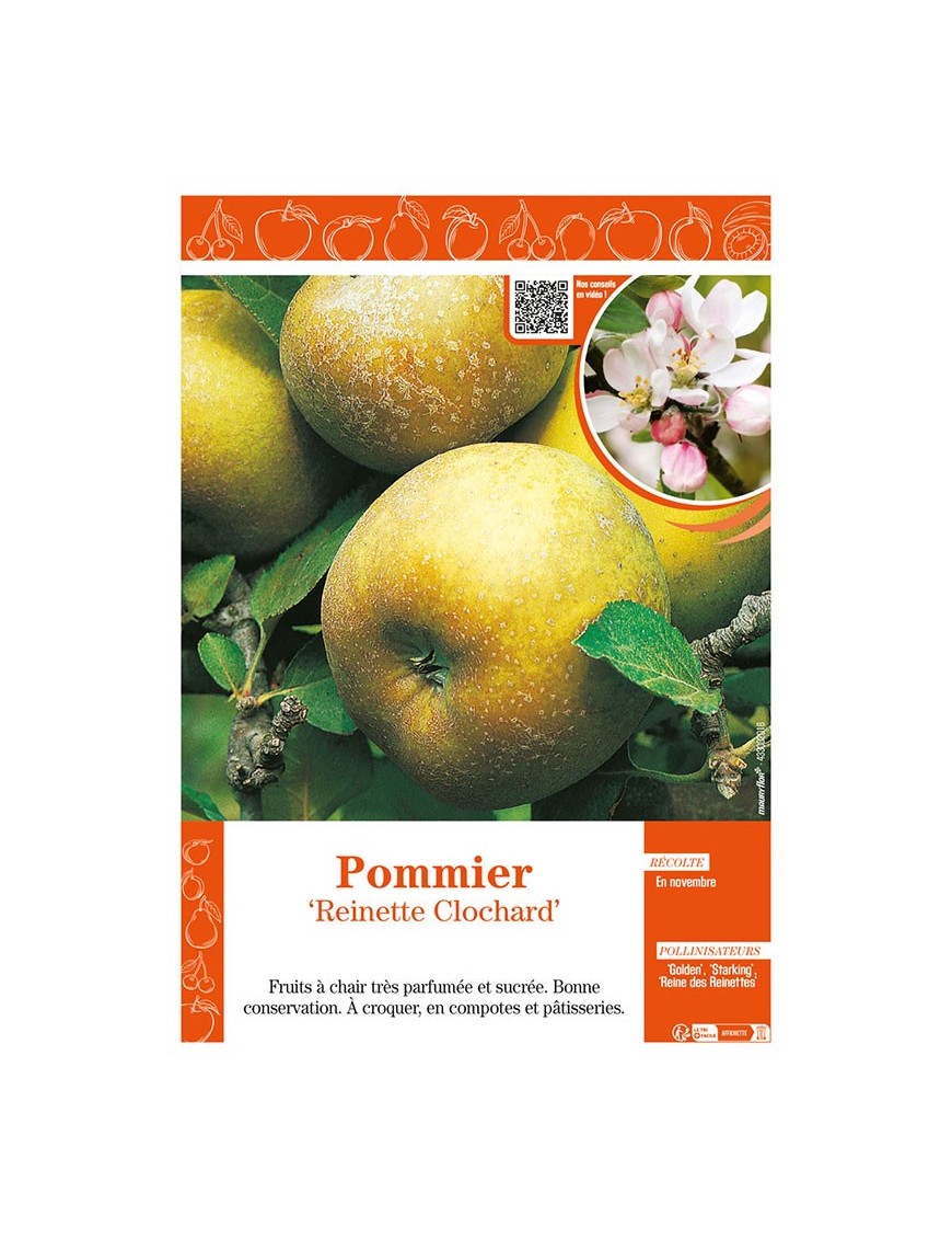 POMMIER REINETTE CLOCHARD
