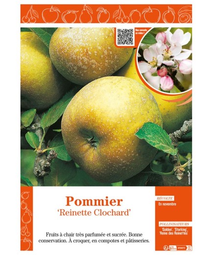 POMMIER REINETTE CLOCHARD