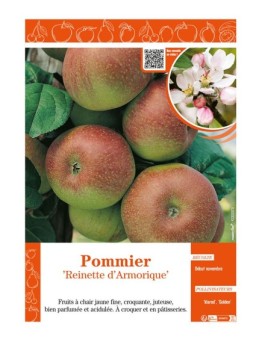 POMMIER REINETTE D'ARMORIQUE
